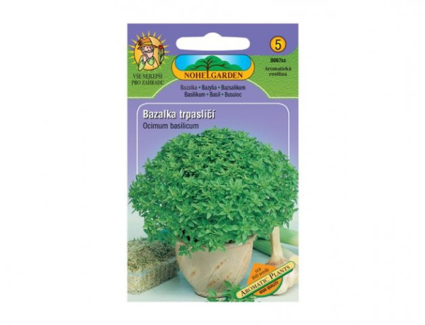 Bazalka pravá trpasličí (1)